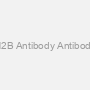 H2B Antibody Antibody